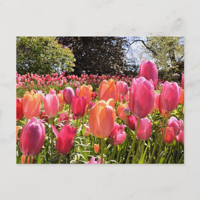 Cartes de poste de jardin Tulip (Devant)