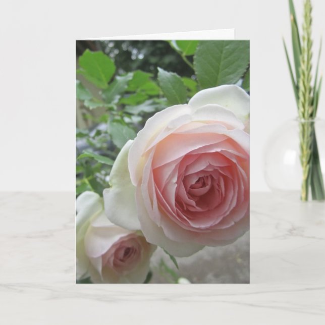 Cartes de roses Pierre De Ronsard rose tendre (Devant)