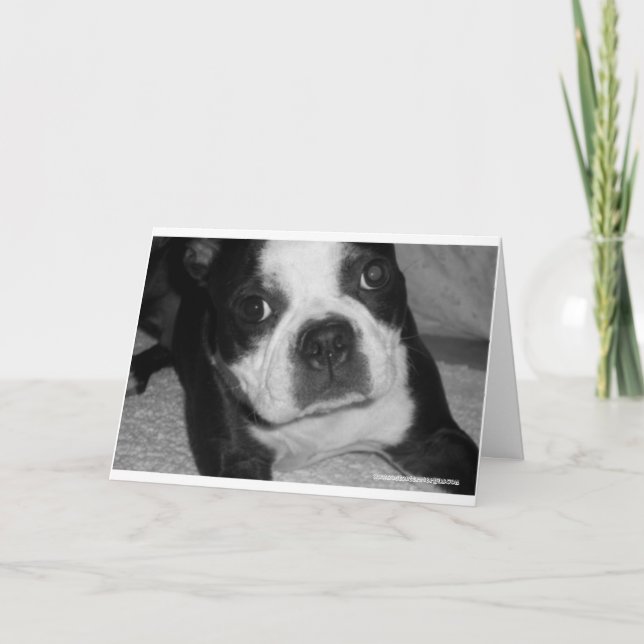 Cartes de sympathie d'animal familier de Boston (Devant)