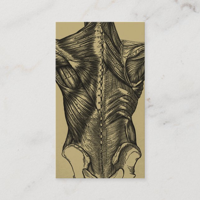 Cartes de visite d'anatomie vintage (Devant)