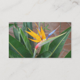 cartes de visite de birdofparadise