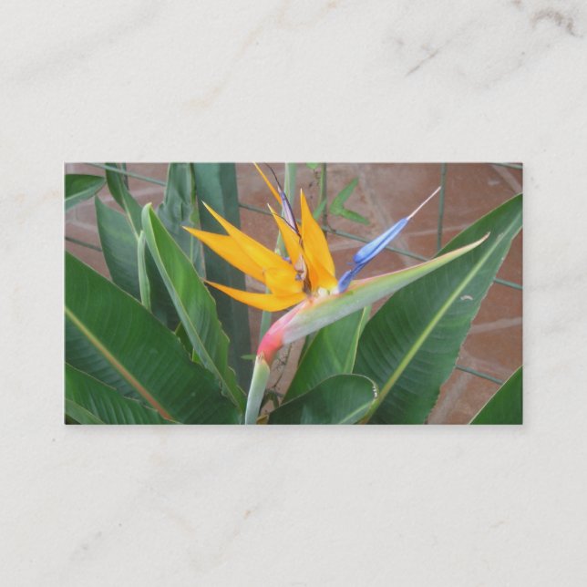 cartes de visite de birdofparadise (Devant)