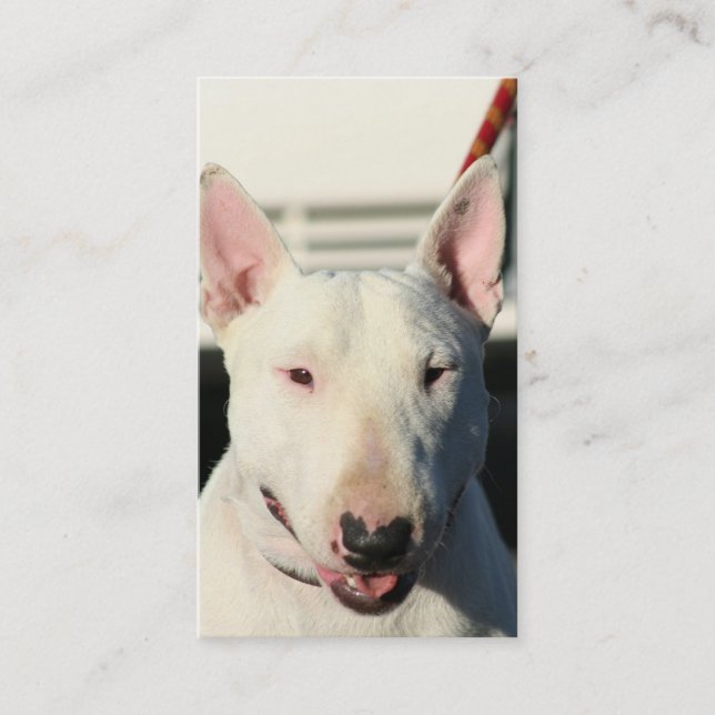 Cartes de visite de bull-terrier (Devant)