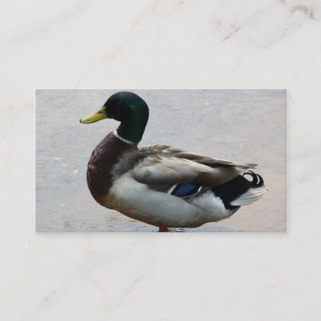 Cartes de visite de canard (Devant)