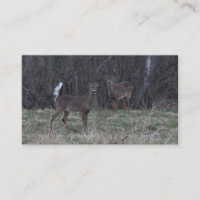 Cartes de visite de cerfs communs de queue blanche