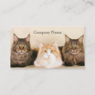 Cartes de visite de chats de ragondin du Maine