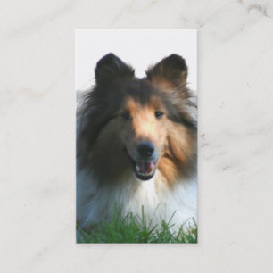Cartes de visite de chien de berger de Shetland