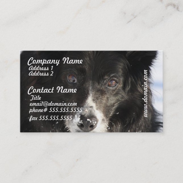 Cartes de visite de chien de border collie (Devant)