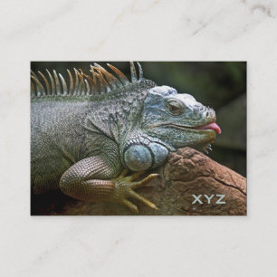 Cartes de visite de coutume d'iguane