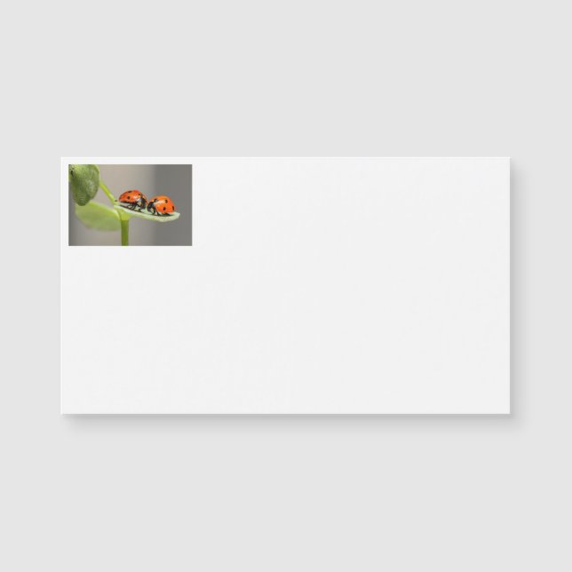 Cartes de visite de Lady Bugs (Devant)