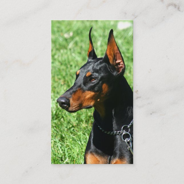 Cartes de visite de Pinscher de dobermann (Devant)