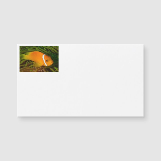 Cartes de visite de poissons clowns (Devant)