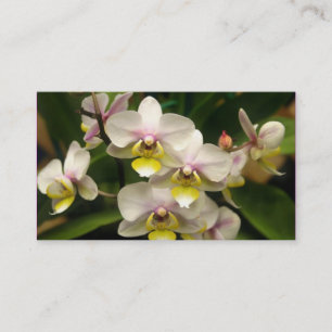 Cartes de visite d'orchidées