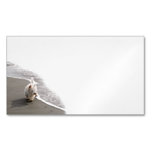 Cartes de visite photo Westie Beachcombing