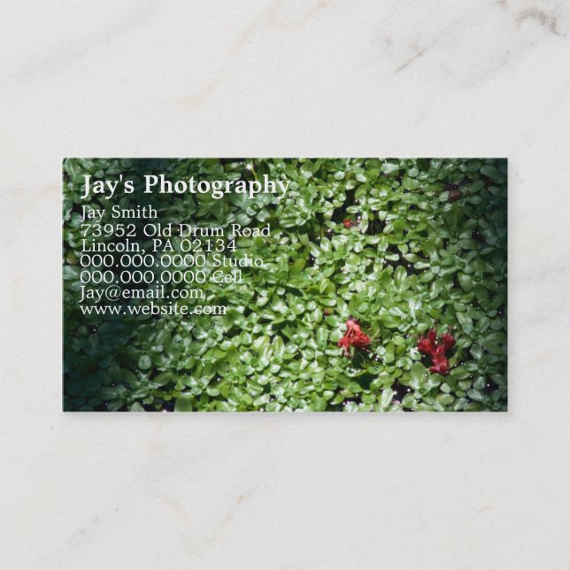 cartes de visite pour photographes (Devant)