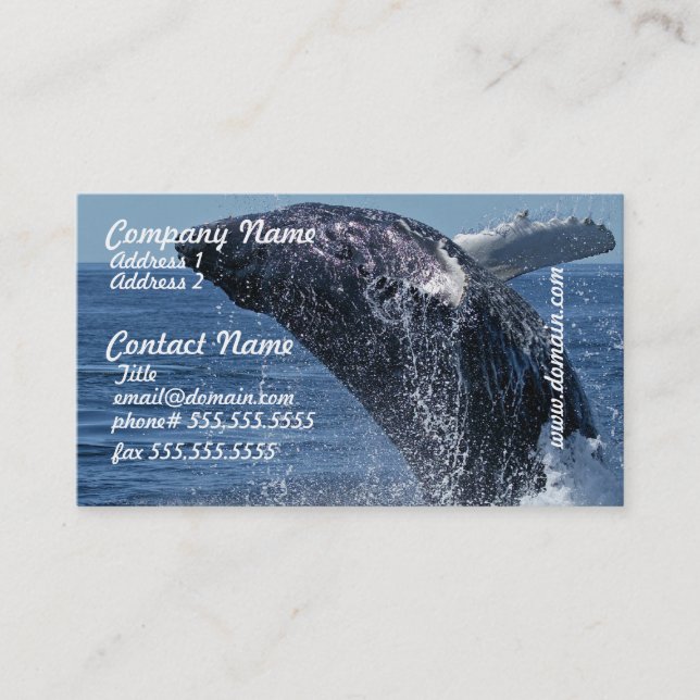 Cartes de visite sautants de baleine de bosse (Devant)