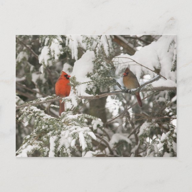 Cartes de voeux (Devant)