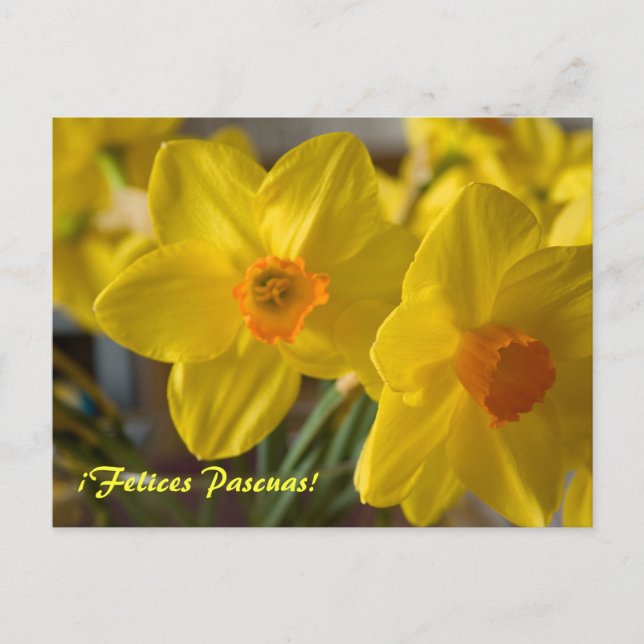 Cartes de vœux avec des jonquilles jaunes ¡Felices (Devant)