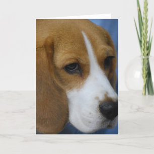 Cartes de voeux Beagles