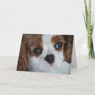 Cartes de voeux Cavalier King Charles