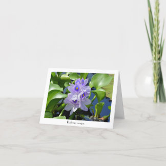 Cartes de voeux collectives Water Hyacinth
