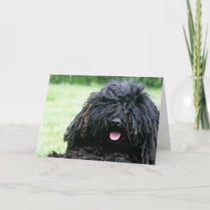 Cartes de voeux de chien de Puli
