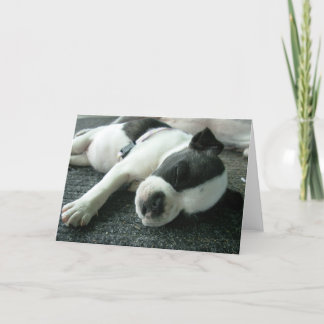Cartes de voeux de chiot de terrier de Boston