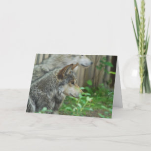 Cartes de voeux de paires de loup