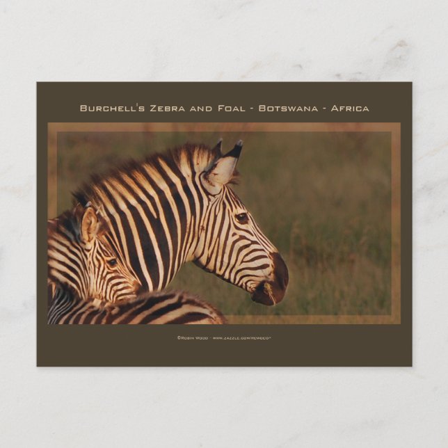 Cartes de voeux de safari mère et bébé Zebra (Devant)