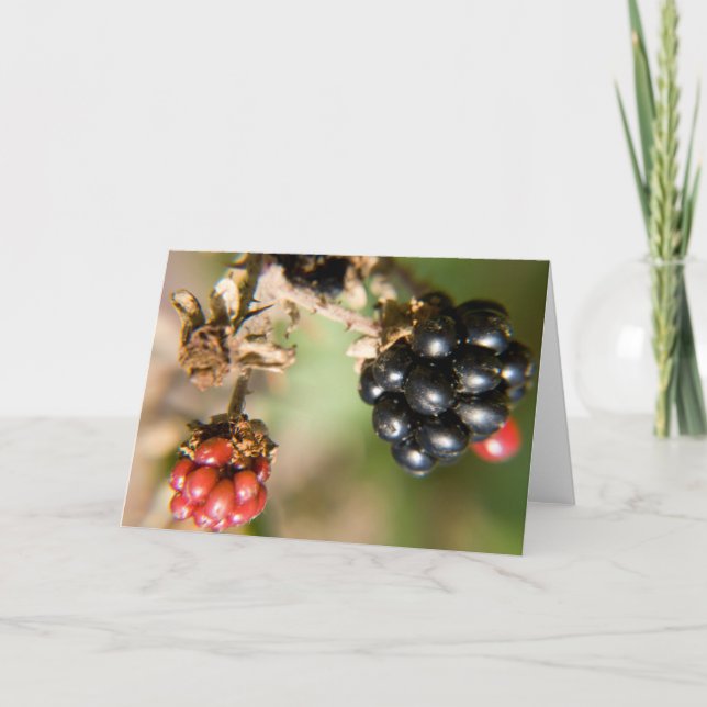 Cartes de voeux des baies d'automne (Devant)