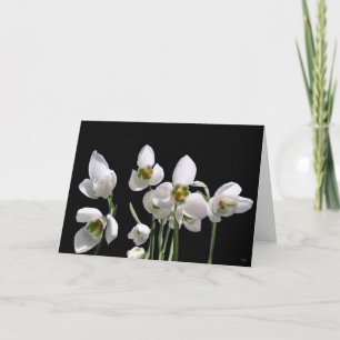 Cartes de voeux Fleurs de neige