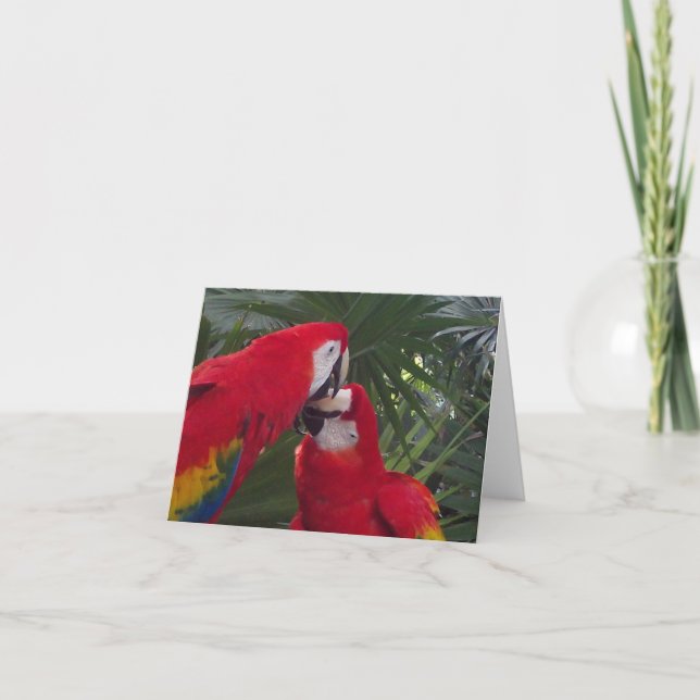 Cartes de vœux perroquet rouge vierges (Devant)