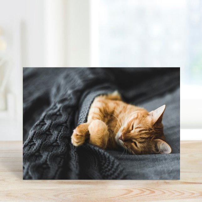 Cartes de vœux personnalisées avec photo d'animaux (Créateur téléchargé)