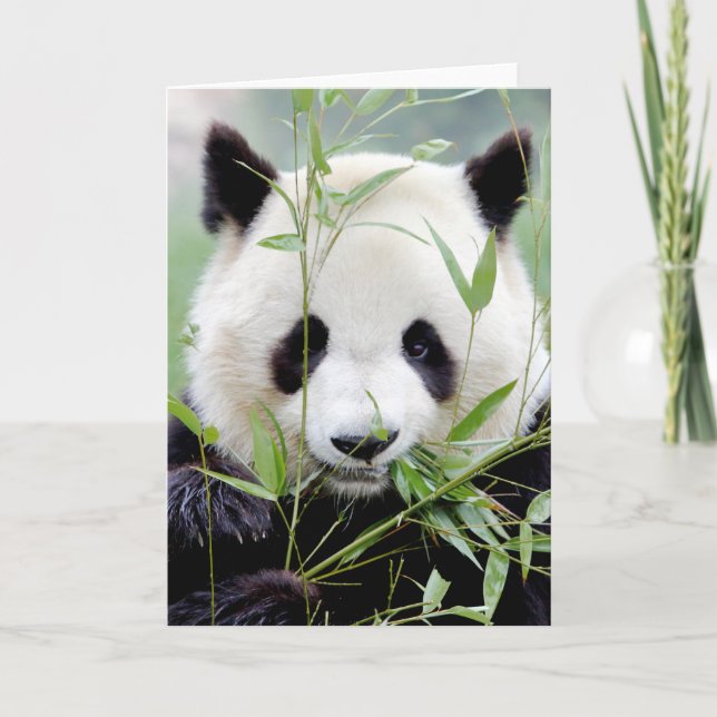Cartes de vœux Photo panda géant. Panda géant. (Devant)