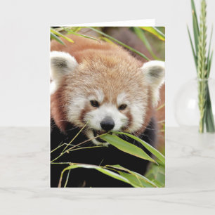 Cartes de vœux Photo panda roux. Panda roux.