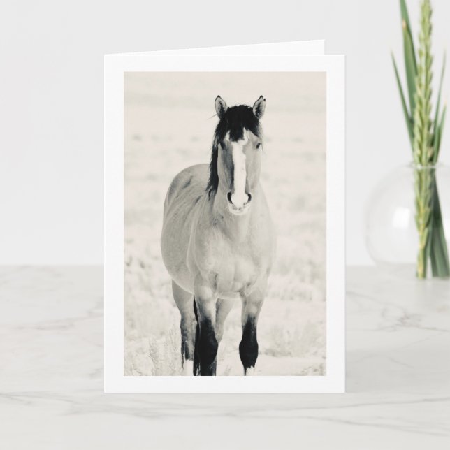 Cartes de vœux pliées CHEVAUX SAUVAGES D'ONAQUI (Devant)