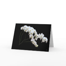 Cartes de voeux pour orchidée blanche