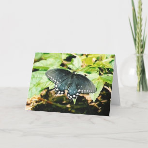 Cartes de voeux pour papillon noir blanc