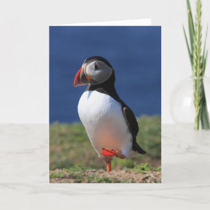Cartes de voeux Puffin