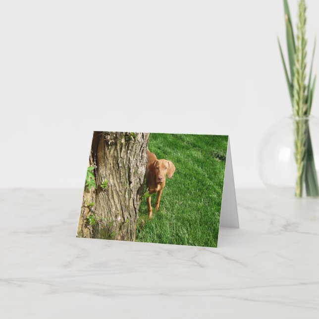 Cartes de voeux Vizsla (Devant)