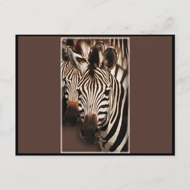 Cartes de voeux Zebra - cartes postales (Devant)