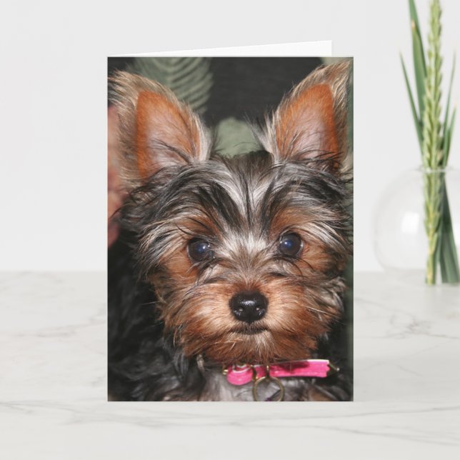 Cartes de Yorkie (Devant)