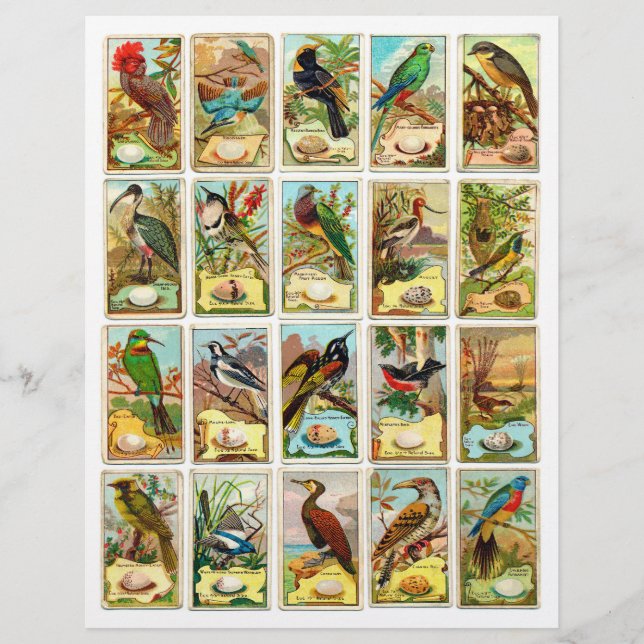 Cartes d'échange Vintages d'oiseaux authentiques ( (Devant)