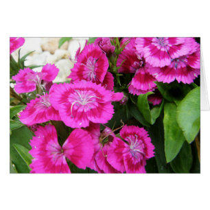 Cartes douces roses de salutation/note de Williams