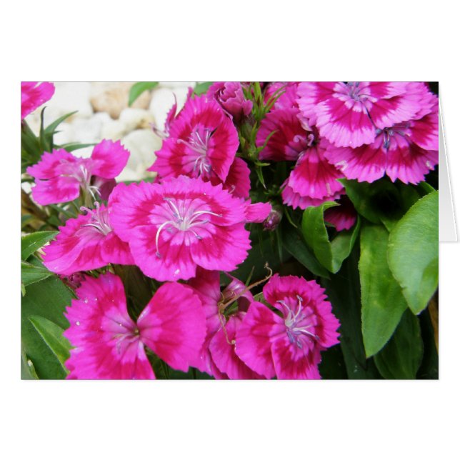 Cartes douces roses de salutation/note de Williams (Devant horizontal)