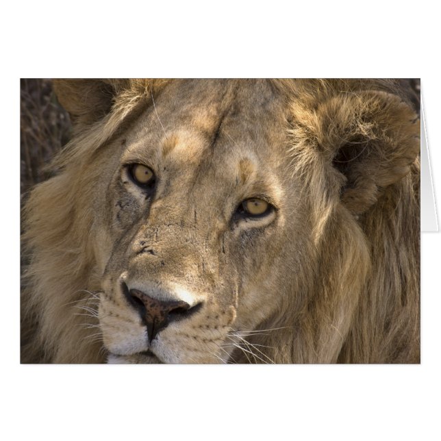 Cartes Lion Africaines (Devant horizontal)