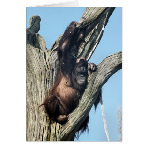 Cartes ORANGUTAN