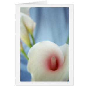Cartes photo photo blanc de la Calla Lily