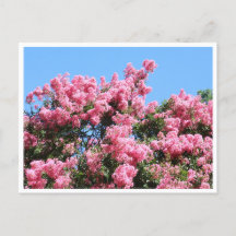 Cartes postale botanique de fleurs roses sur un ci