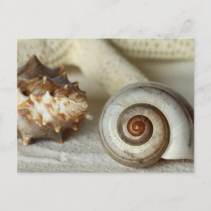 Cartes postale de plage coquillages et étoiles de 